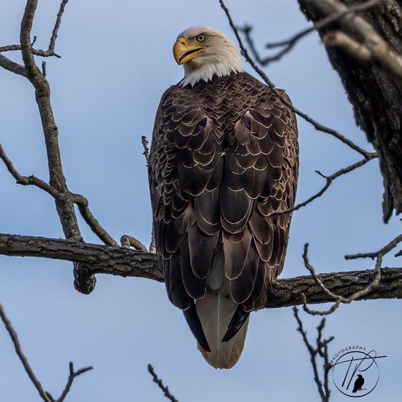 Poshmark Authenticate Verified ReSeller -- 5 Star Seller - Picture 6 of 12